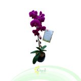 Bunga Anggrek EHRI-001