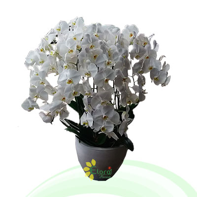 Bunga Anggrek EHRI-004