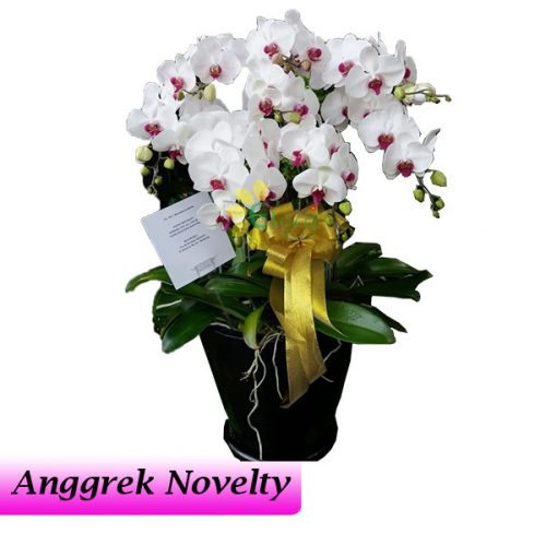 Bunga Anggrek Bulan Novelty AGR-010