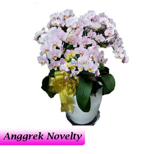 Bunga Anggrek Bulan Novelty AGR-012