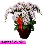 Bunga Anggrek Bulan Novelty AGR-014
