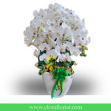 Bunga Anggrek Lebaran AGRL-0010