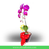 Bunga Anggrek Lebaran AGRL-005