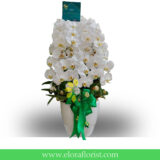 Bunga Anggrek Lebaran AGRL-008