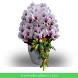 Bunga Anggrek Lebaran AGRL-009